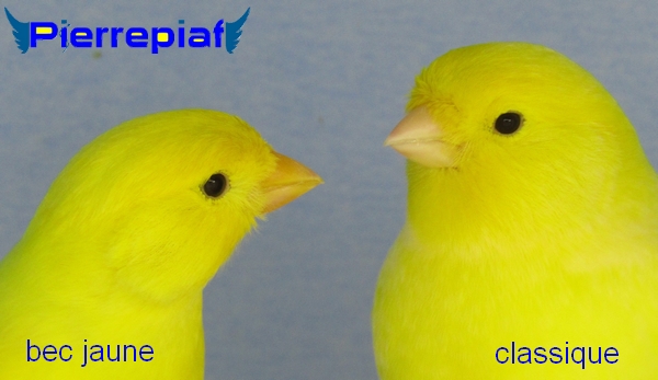 Couple avec une femelle jaune intensif bec jaune et un mâle jaune schimmel classique porteur de bec jaune box